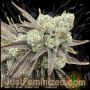 Gary Payton Auto Marijuana Strain by Just Feminized For Sale Online at Cannabis Seeds Outlet
