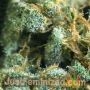 Gary Payton Auto by Just Feminized THC Content Potency Strength CBD Height Yield Flowering Time Indica Sativa Genetics