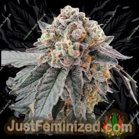 Gary Payton Marijuana Strain by Just Feminized For Sale Online at Cannabis Seeds Outlet