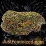 Just Feminized Gary Payton Smoke Buds Weed Ganja Skunk Dope Pot Images Pics Nuggets