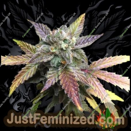 Gelato Auto Marijuana Strain by Just Feminized For Sale Online at Cannabis Seeds Outlet
