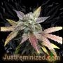 Gelato Auto Marijuana Strain by Just Feminized For Sale Online at Cannabis Seeds Outlet