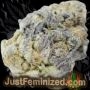 Just Feminized Gelato Auto Smoke Buds Weed Ganja Skunk Dope Pot Images Pics Nuggets