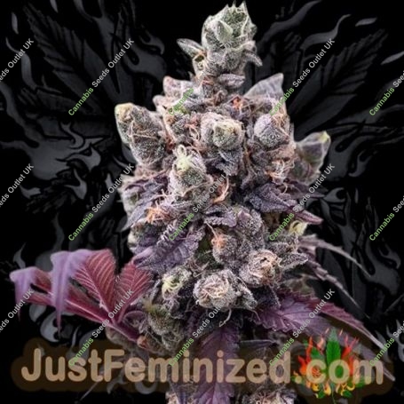Gelato Marijuana Strain by Just Feminized For Sale Online at Cannabis Seeds Outlet