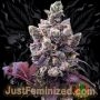 Gelato Marijuana Strain by Just Feminized For Sale Online at Cannabis Seeds Outlet