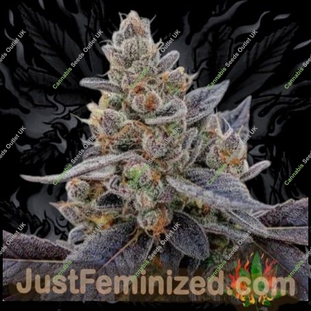 Gelato Dawg Haze Auto Marijuana Strain by Just Feminized For Sale Online at Cannabis Seeds Outlet