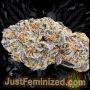 Just Feminized Gelato Dawg Haze Auto Smoke Buds Weed Ganja Skunk Dope Pot Images Pics Nuggets