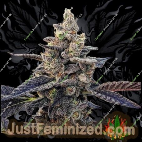 Gelato Dawg Haze Marijuana Strain by Just Feminized For Sale Online at Cannabis Seeds Outlet