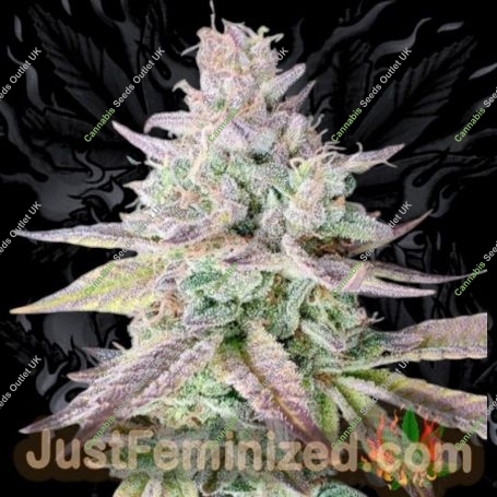 Gelato No33 Fast V Marijuana Strain by Just Feminized For Sale Online at Cannabis Seeds Outlet