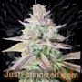 Gelato No33 Fast V Marijuana Strain by Just Feminized For Sale Online at Cannabis Seeds Outlet