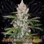 Girl Scout Cookies Auto Marijuana Strain by Just Feminized For Sale Online at Cannabis Seeds Outlet