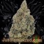 Just Feminized Girl Scout Cookies Auto Smoke Buds Weed Ganja Skunk Dope Pot Images Pics Nuggets