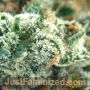 Girl Scout Cookies Auto by Just Feminized THC Content Potency Strength CBD Height Yield Flowering Time Indica Sativa Genetics
