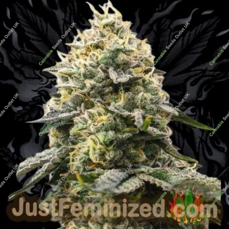 Girl Scout Cookies Marijuana Strain by Just Feminized For Sale Online at Cannabis Seeds Outlet