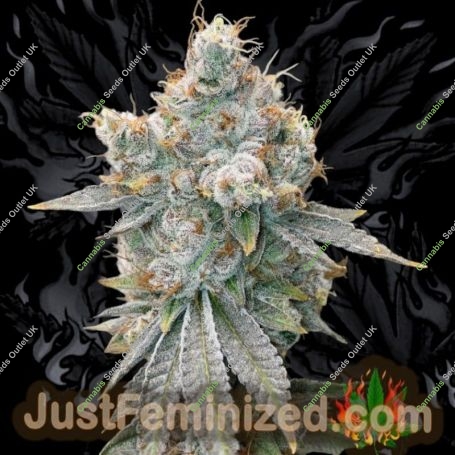 Glookie Runtz Marijuana Strain by Just Feminized For Sale Online at Cannabis Seeds Outlet