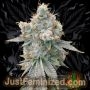Glookie Runtz Marijuana Strain by Just Feminized For Sale Online at Cannabis Seeds Outlet