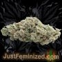 Just Feminized Glookie Runtz Smoke Buds Weed Ganja Skunk Dope Pot Images Pics Nuggets