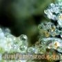 Glookie Runtz by Just Feminized THC Content Potency Strength CBD Height Yield Flowering Time Indica Sativa Genetics