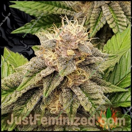 GMO Auto Marijuana Strain by Just Feminized For Sale Online at Cannabis Seeds Outlet