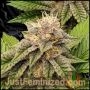 GMO Auto Marijuana Strain by Just Feminized For Sale Online at Cannabis Seeds Outlet