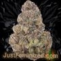 Just Feminized GMO Auto Smoke Buds Weed Ganja Skunk Dope Pot Images Pics Nuggets