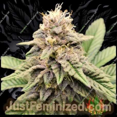 GMO Marijuana Strain by Just Feminized For Sale Online at Cannabis Seeds Outlet
