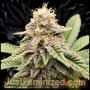 GMO Marijuana Strain by Just Feminized For Sale Online at Cannabis Seeds Outlet