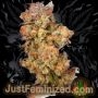 Just Feminized GMO Smoke Buds Weed Ganja Skunk Dope Pot Images Pics Nuggets
