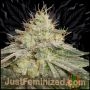 Gorilla Fritters Auto Marijuana Strain by Just Feminized For Sale Online at Cannabis Seeds Outlet