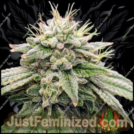 Gorilla Fritters Marijuana Strain by Just Feminized For Sale Online at Cannabis Seeds Outlet
