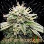 Gorilla Fritters Marijuana Strain by Just Feminized For Sale Online at Cannabis Seeds Outlet