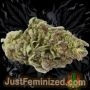 Just Feminized Gorilla Fritters Smoke Buds Weed Ganja Skunk Dope Pot Images Pics Nuggets