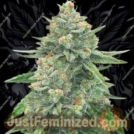 Gorilla Glue No4 Auto Marijuana Strain by Just Feminized For Sale Online at Cannabis Seeds Outlet