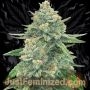 Gorilla Glue No4 Auto Marijuana Strain by Just Feminized For Sale Online at Cannabis Seeds Outlet
