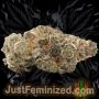 Just Feminized Gorilla Glue No4 Auto Smoke Buds Weed Ganja Skunk Dope Pot Images Pics Nuggets