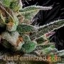 Gorilla Glue No4 Auto by Just Feminized THC Content Potency Strength CBD Height Yield Flowering Time Indica Sativa Genetics