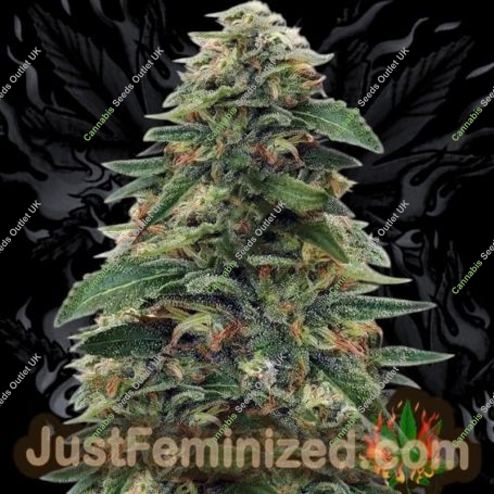 Gorilla Glue No4 Marijuana Strain by Just Feminized For Sale Online at Cannabis Seeds Outlet