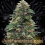 Gorilla Glue No4 Marijuana Strain by Just Feminized For Sale Online at Cannabis Seeds Outlet