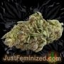 Just Feminized Gorilla Glue No4 Smoke Buds Weed Ganja Skunk Dope Pot Images Pics Nuggets