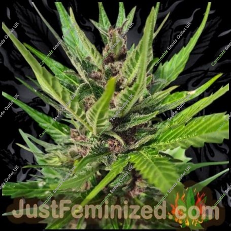 Gorilla Zkittlez Auto Marijuana Strain by Just Feminized For Sale Online at Cannabis Seeds Outlet