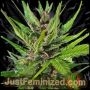 Gorilla Zkittlez Auto Marijuana Strain by Just Feminized For Sale Online at Cannabis Seeds Outlet