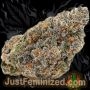 Just Feminized Gorilla Zkittlez Auto Smoke Buds Weed Ganja Skunk Dope Pot Images Pics Nuggets