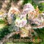 Gorilla Zkittlez Auto by Just Feminized THC Content Potency Strength CBD Height Yield Flowering Time Indica Sativa Genetics