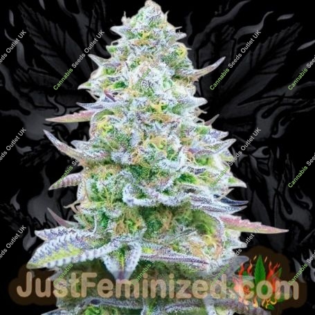 Gorilla Zkittlez Marijuana Strain by Just Feminized For Sale Online at Cannabis Seeds Outlet