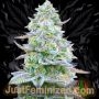 Gorilla Zkittlez Marijuana Strain by Just Feminized For Sale Online at Cannabis Seeds Outlet
