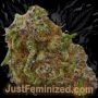 Just Feminized Gorilla Zkittlez Smoke Buds Weed Ganja Skunk Dope Pot Images Pics Nuggets