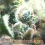 Gorilla Zkittlez by Just Feminized THC Content Potency Strength CBD Height Yield Flowering Time Indica Sativa Genetics