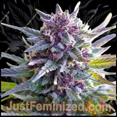 Grandaddy Purple Marijuana Strain by Just Feminized For Sale Online at Cannabis Seeds Outlet
