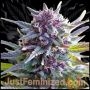 Grandaddy Purple Marijuana Strain by Just Feminized For Sale Online at Cannabis Seeds Outlet