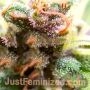 Grandaddy Purple by Just Feminized THC Content Potency Strength CBD Height Yield Flowering Time Indica Sativa Genetics